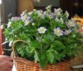 Persian violet